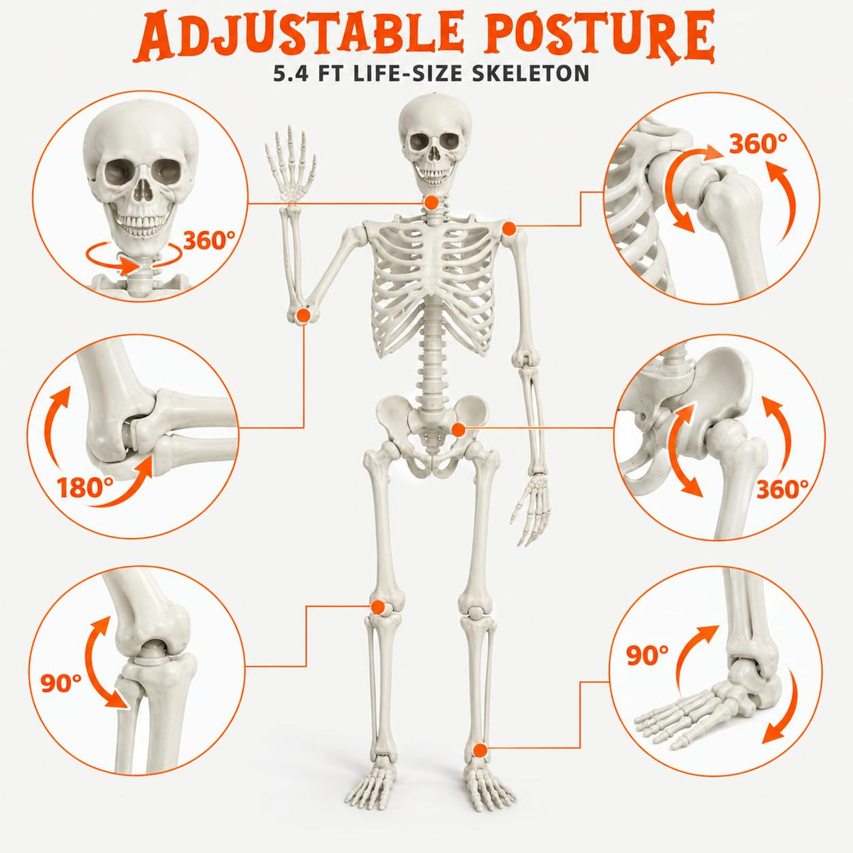 5.4FT Posable Life Size Skeleton with Movable Joints B669956
