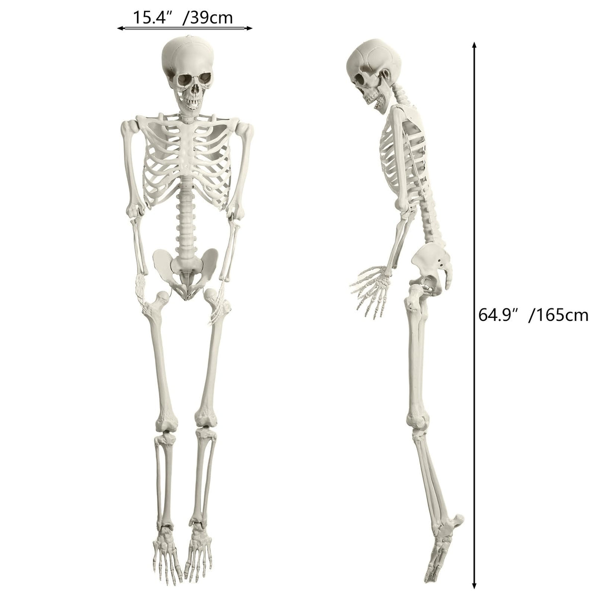 5.4FT Posable Life Size Skeleton with Movable Joints B669956