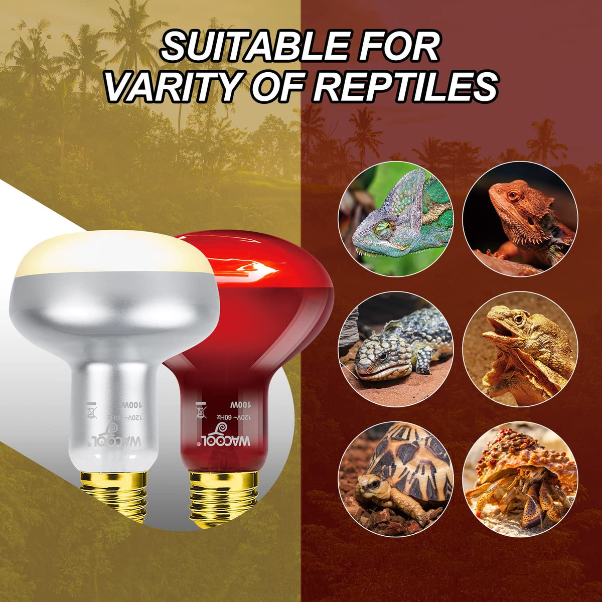 4 Pack Reptile Heat Lamp Day & Night Kit 100W N372726