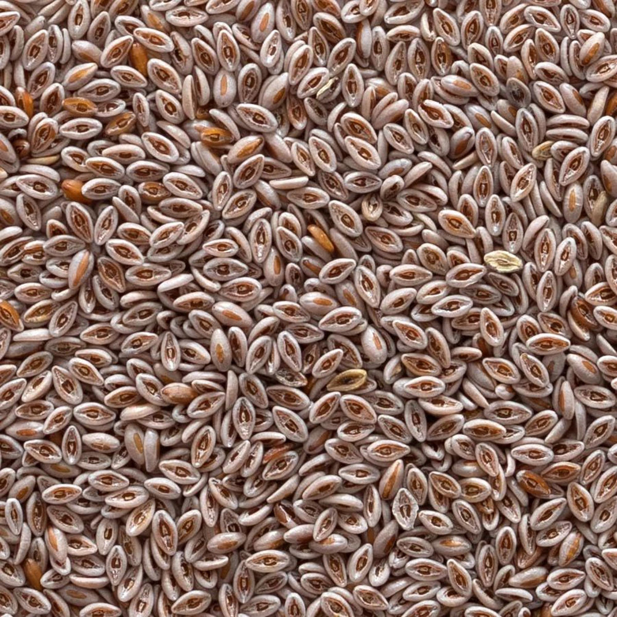Organic Whole Psyllium Seed 1lb C137