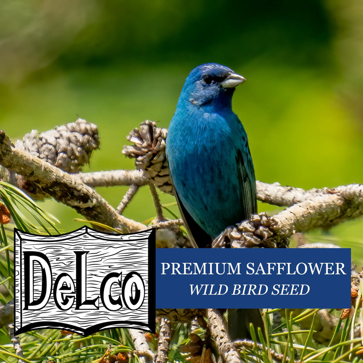 Safflower Wild Bird Seed 20 lb Bag Z699